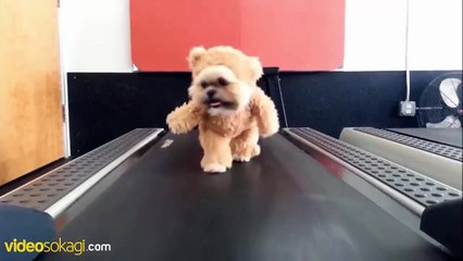 Koşu bandındaki ayıcık. Ya da köpekcik :)