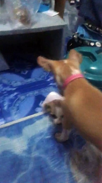 Un Chien Apprend À Son Cadet Comment Monter Sur Le Lit De Ses Maîtres. Trop Mimi !