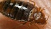 Bed Bugs Shown To Prefer Certain Colors