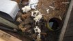Sweet Puppies Can't Wait to be Rescued From Horrible Living Conditions