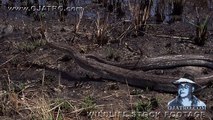 When Pythons Attack 0101 Stock Footage