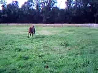 Rencontre stitch/quouala