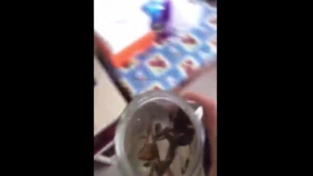 Man gulps down a jarful of live fish, frogs and tadpoles in sick stunt