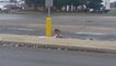 Red-tailed Hawk Enjoying Its Seagull Lunch Break