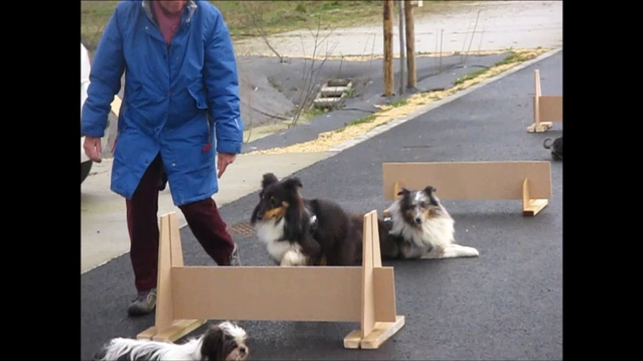 Mon film - 2016.02.21 Sauts de haies et de chiens
