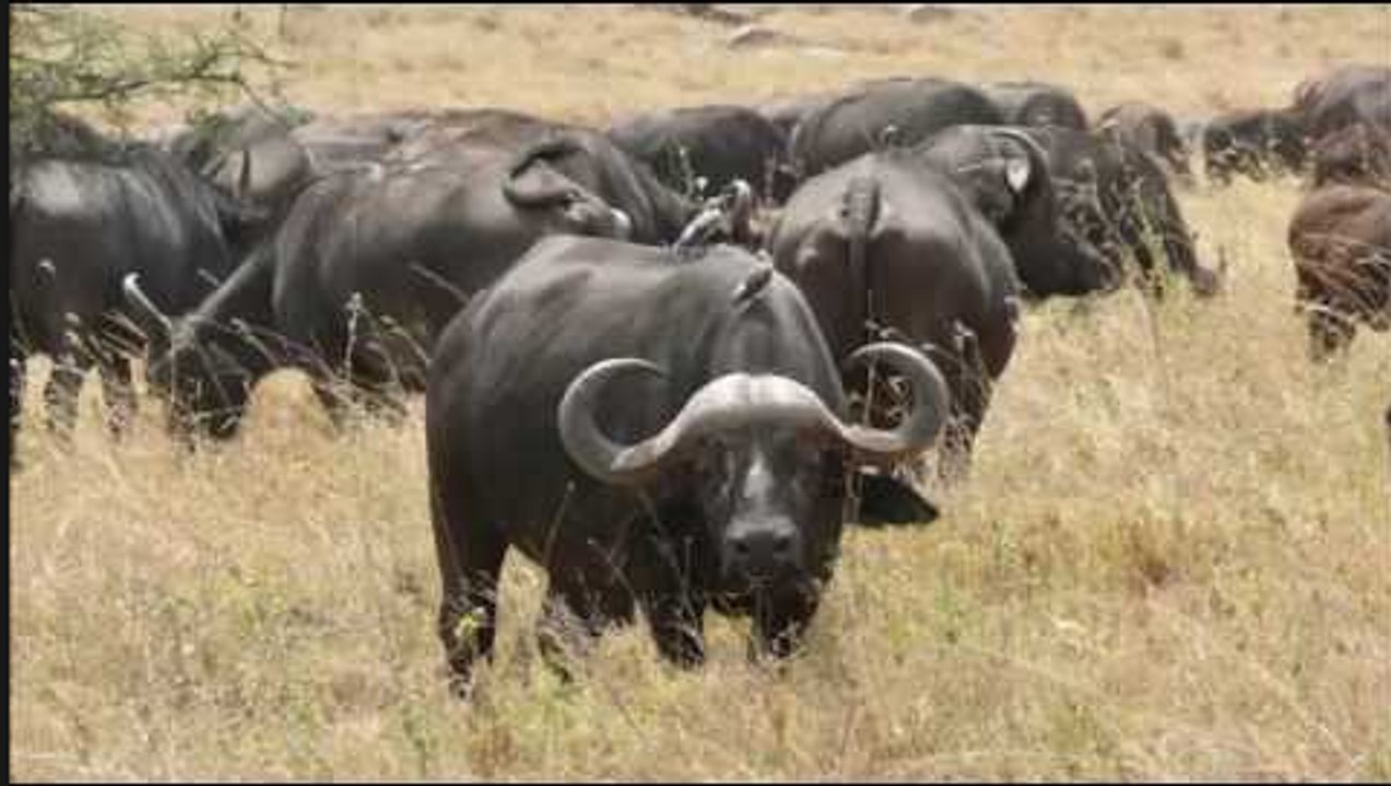 Rhino vs. all Buffalos !!! Unbelievable Win