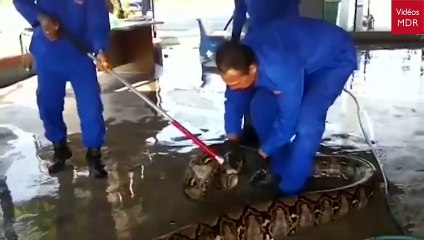 Ils ont capturé le plus grand serpent du monde ! 8 mètres de long pour 250 kilos !!!!