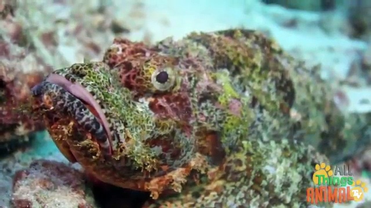 FISH    Animals for children. Kids videos