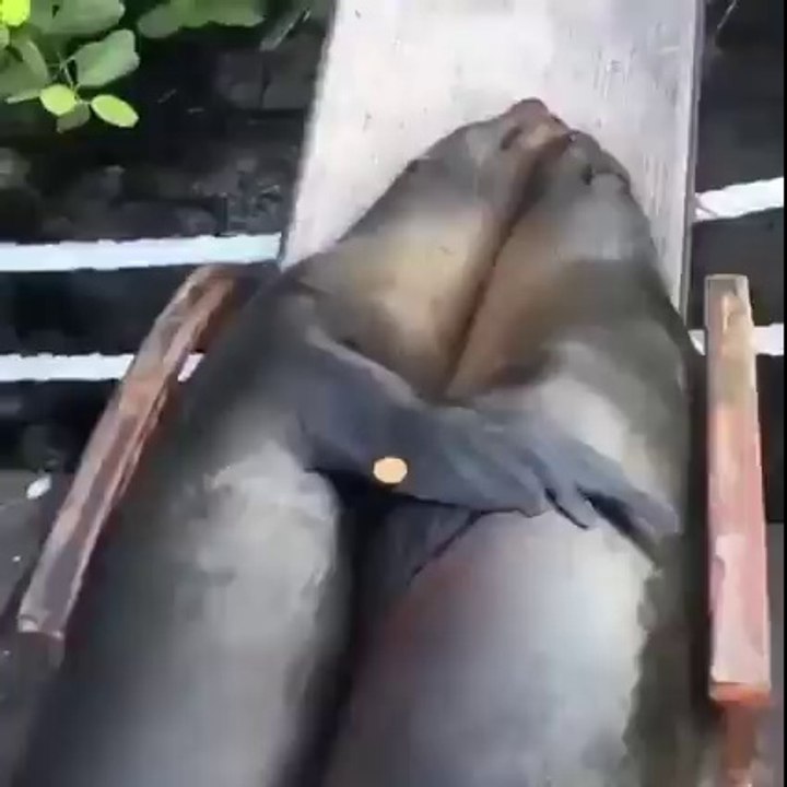 coisa fofa
