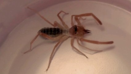 Wind Scorpion Invades My House - Happy Ending Gets Released (Spider - Solifugae)