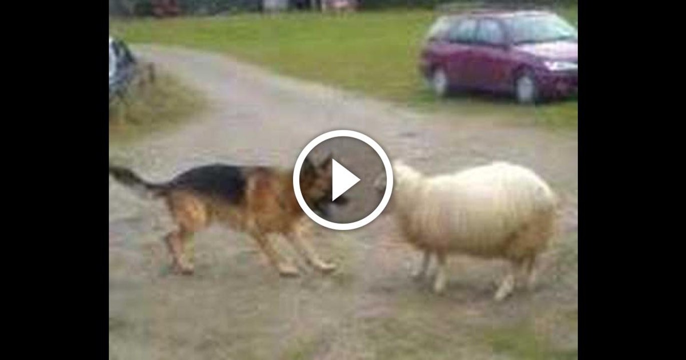 Sheep vs Dog