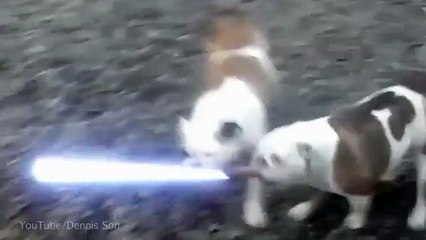 Two bulldogs battle it out with lightsaber in bizarre duel