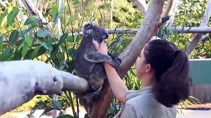 Koalas joey Harry loves cuddles with his keeper Tami