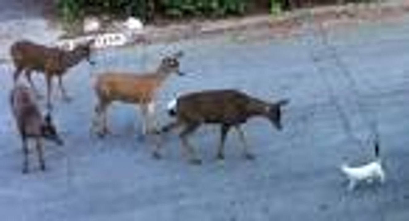 Cat vs Deers