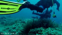Ayvalık-ilyosta Tüplü Dalış (scuba diving) 28Agu2015
