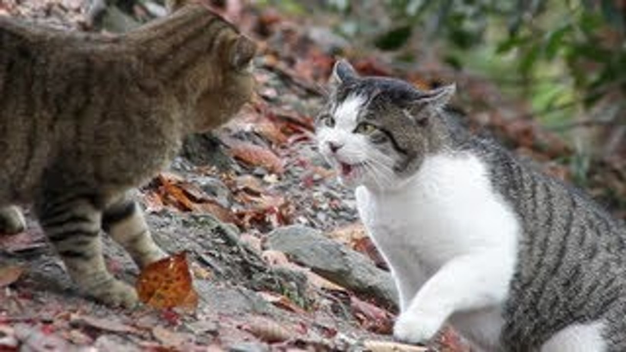 Cat vs Cat FIGHT