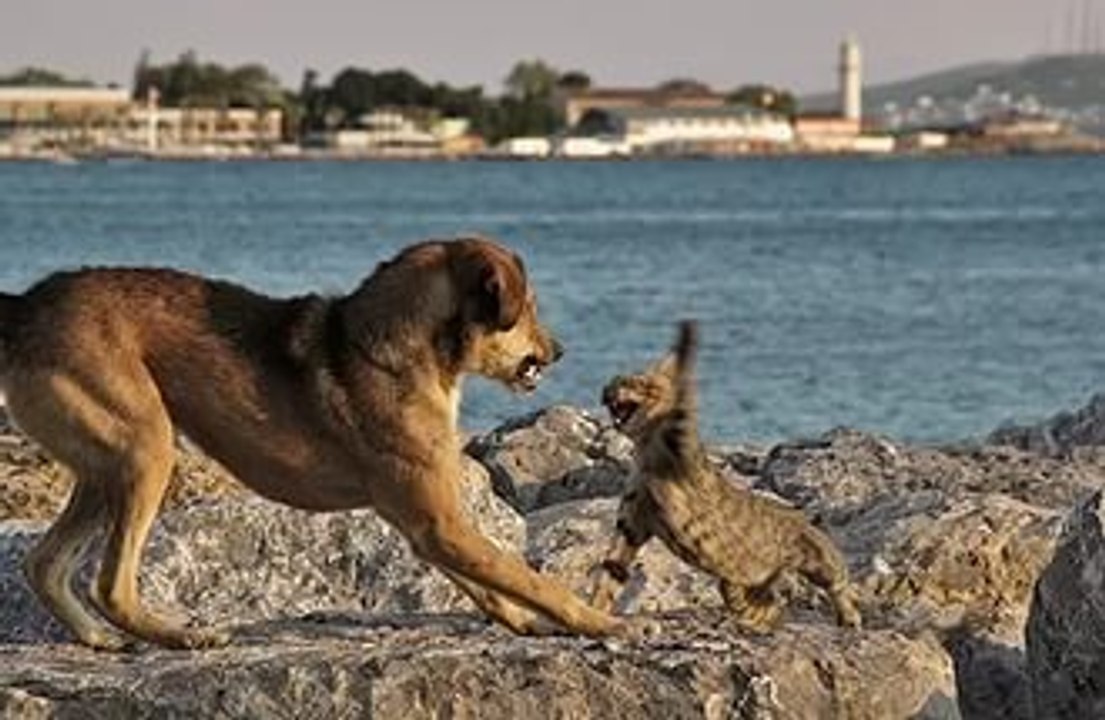 Cat vs Dog