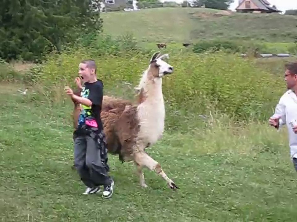 Funny Lama Attack  to People