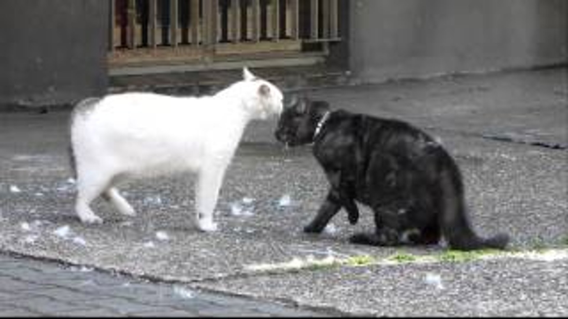⁣Black Cat vs Cat
