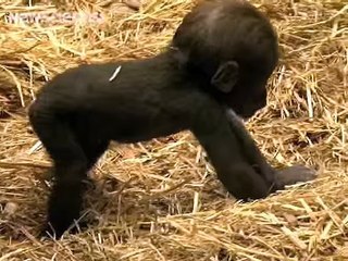 Baby gorilla takes first steps -Best-Video