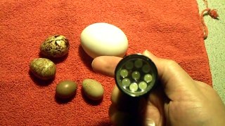 How I Candle Eggs.