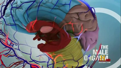 The Human Brain([F-L] documentary)