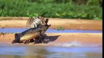 Most Amazing Wild Animal Attacks #6 - CRAZIEST Animal Fights - Animal Attack -
