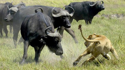 Top 10 Most Dangerous Animals That You Should Stay Away from