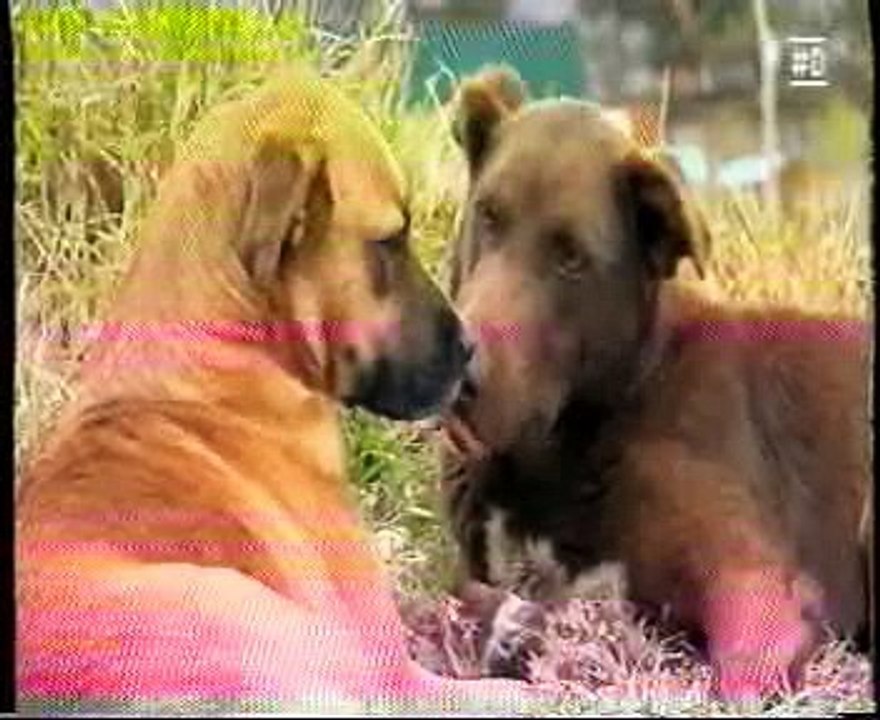 Cuzco: La ciudad de los perros libres