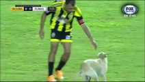 A Dog Interupts A Match Between Tachira And Pumas!
