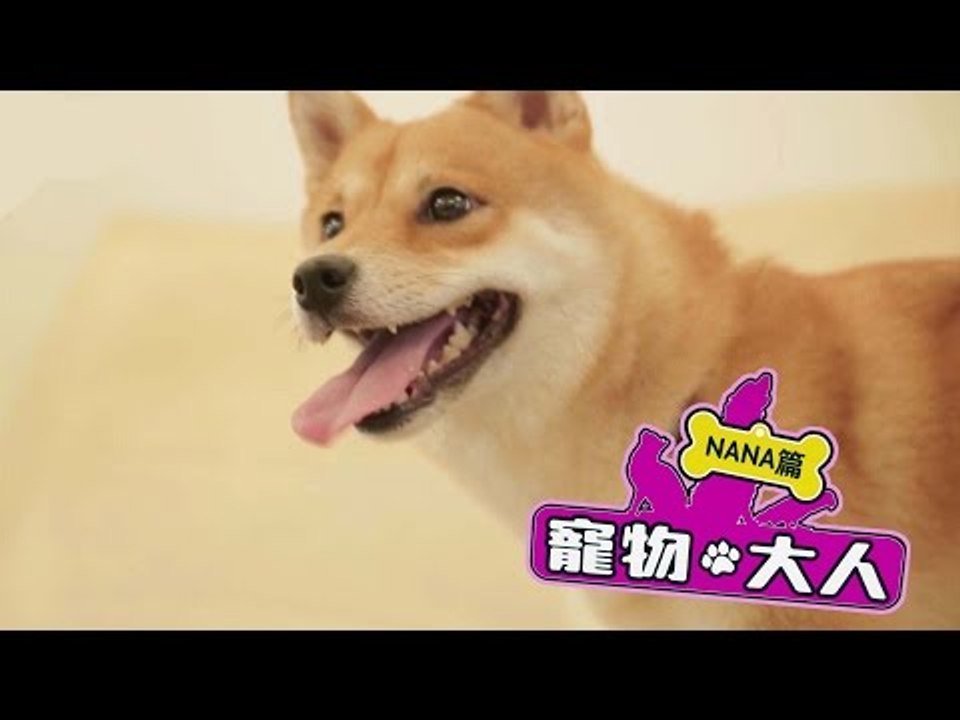 【寵物大人】NANA篇｜神犬NANA大秀絕技！