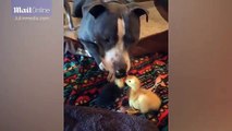 Heatwarming moment pitbull takes on role of mum to pair of ducklings