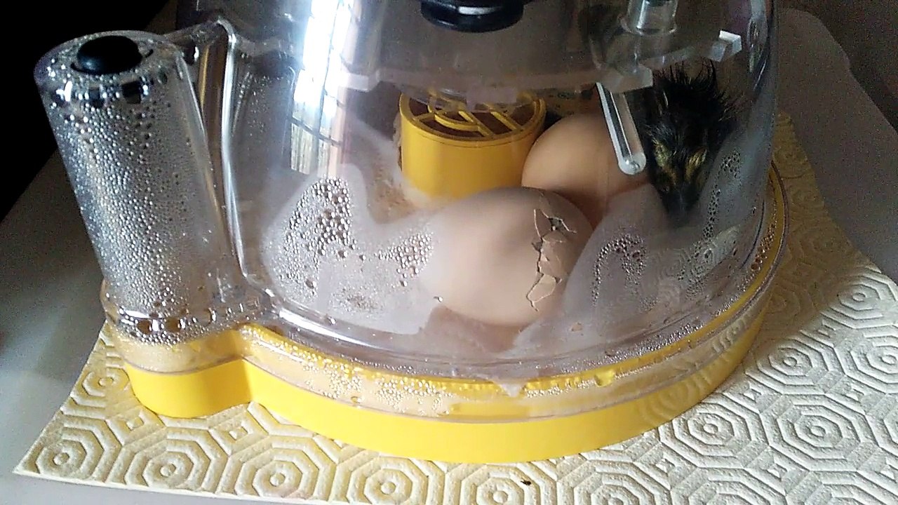 Poussin 1 RHODES ISLAND Naissance 27-04-2016