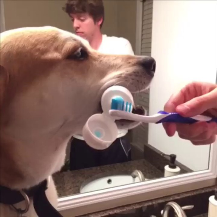 Un chien qui c'est donner un coup de patte pour aider son maitre