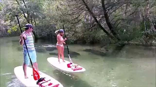 AMAZING VIDEO Large pack of manatees -