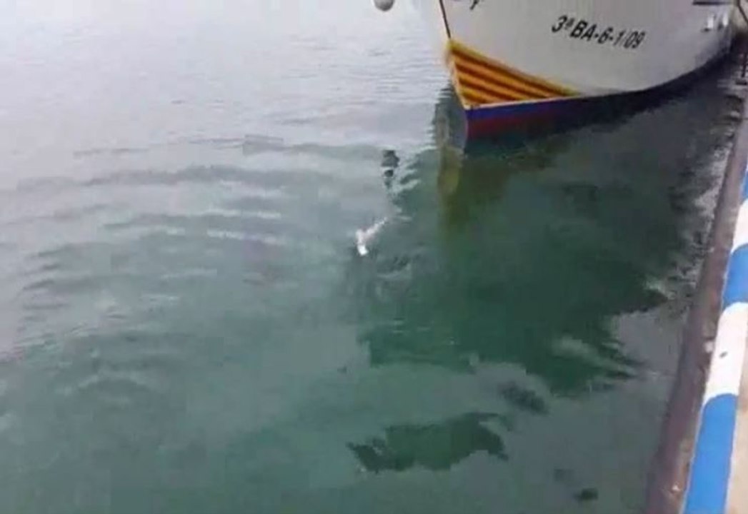 Cette mouette se demande encore ce qu'il lui est arrivé