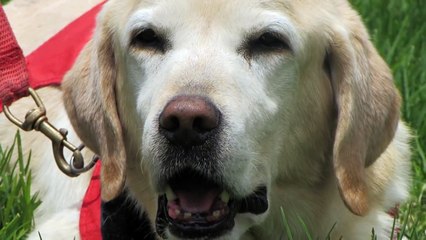 Un chien meurt d'épuisement après avoir sauvé sept vies