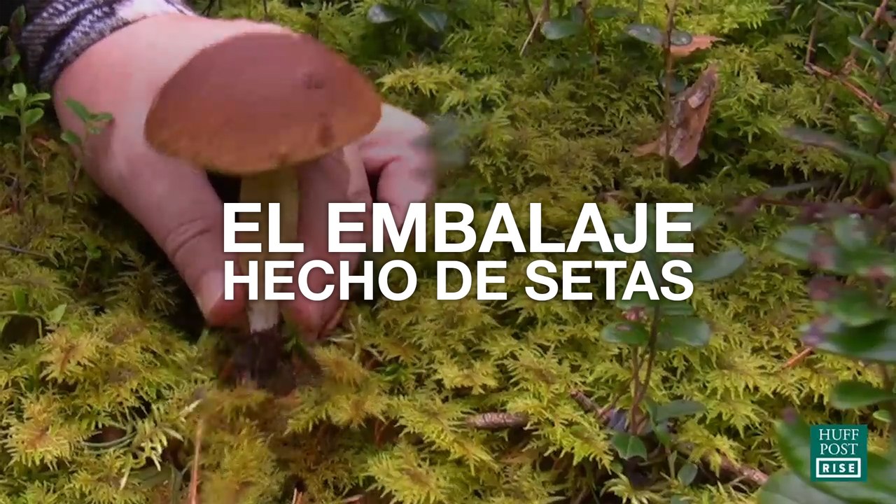 El embalaje hecho de setas