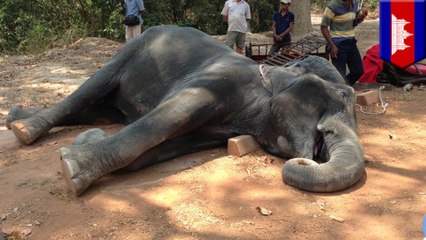 Elephant literally ridden to death when scorching Cambodia heat kills it