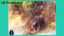 Biggest wild animal fights   CRAZIEST Animals Attack Caught   Crazy animal attack, animal fight  5