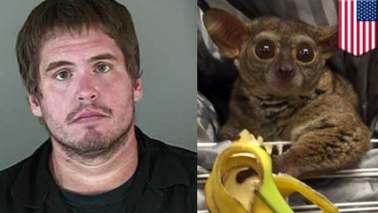 Zany zookeeper paid hooker with stolen Girl Scout donations and exotic bush baby primate