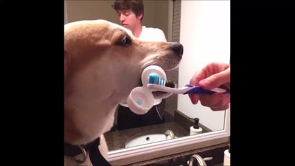 Le chien le plus serviable du monde ! Il fait même étagère