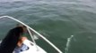 Dog Saves His Owner From Dolphins