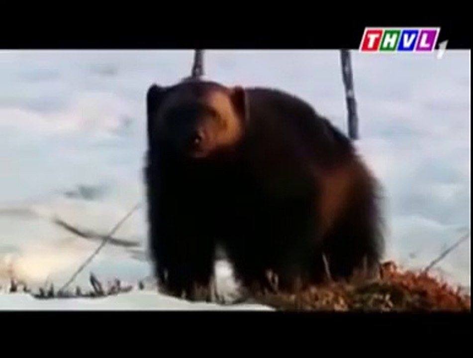 Donald Trump  Presidential Election Candidate  (156)