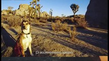 L'ultimo viaggio di un cane. Ecco il video che ha commosso il mondo!