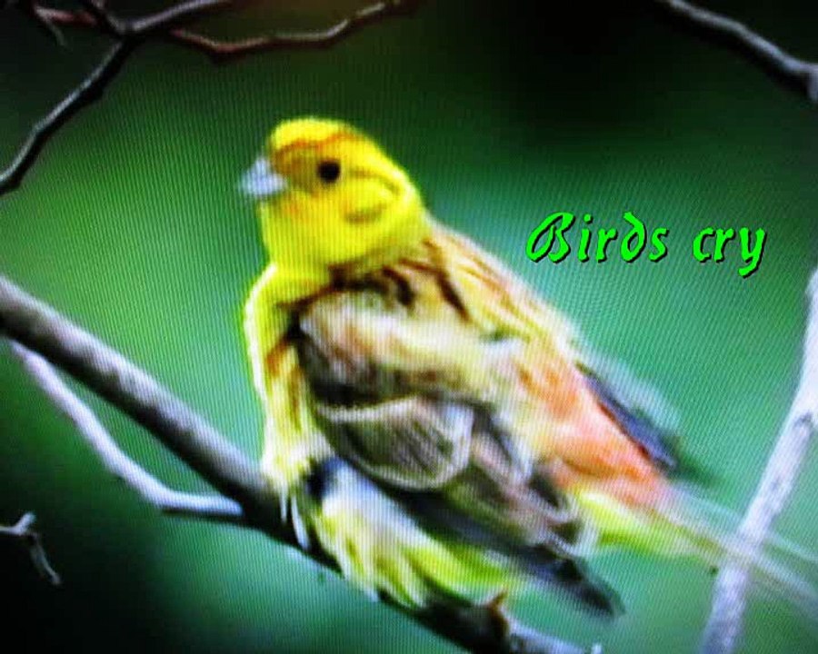 Birds crying - Originalmix
