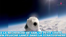 À la recherche de Sam, le petit chien en peluche lancé dans la stratosphère ! Plus d'infos dans la Minute Chien #202