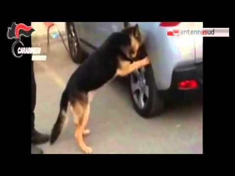 TGSRVapr26 brindisi operazione antidroga