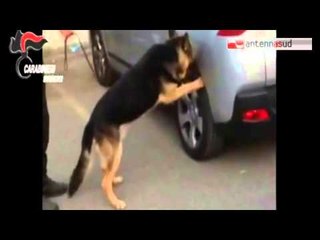 TGSRVapr26 brindisi operazione antidroga