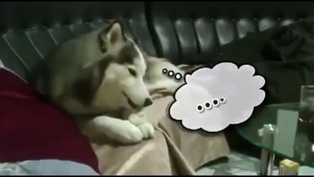 Собака психует из-за исскусственной кости